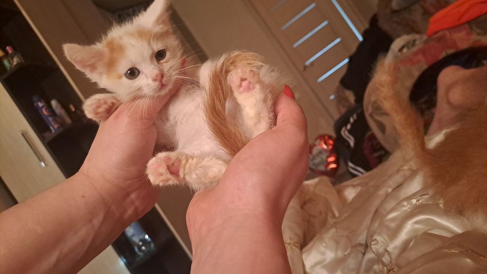 Котята шотланцы прямоухие