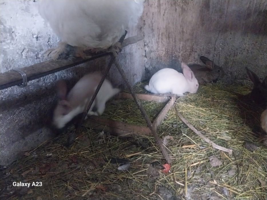 Продам кроликов 3-4мес