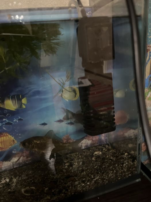 Компрессор для аквариума