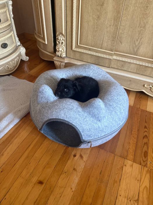 Самый красивый щенок в добрые руки