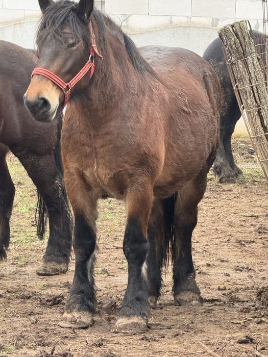 Vand manza murga de 3 ani gestanta sau schimb cu vaci