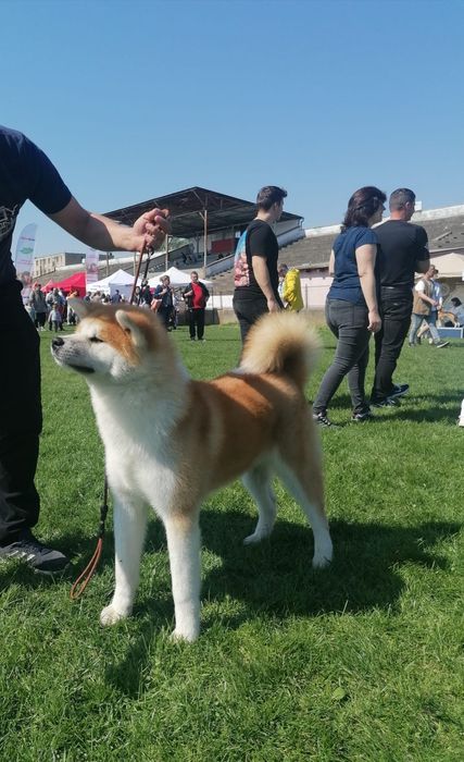 Akita Inu cu pedigree