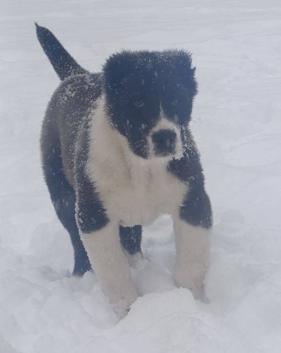 Мощный Алабайчик.