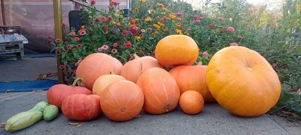 Дачные соленья в банках и тыквы