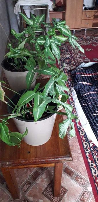 Продам домашние цветы