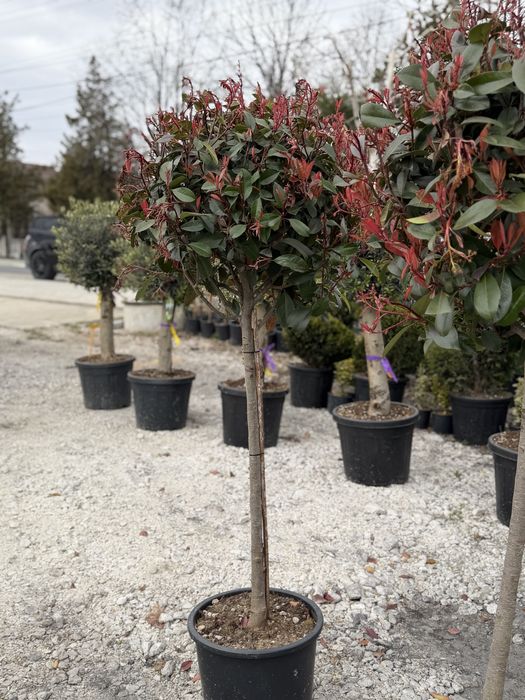 Vand plante ornamentale diferite specii de calitate superioara !