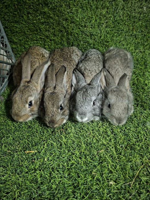 Velikan bolalari 11 bor