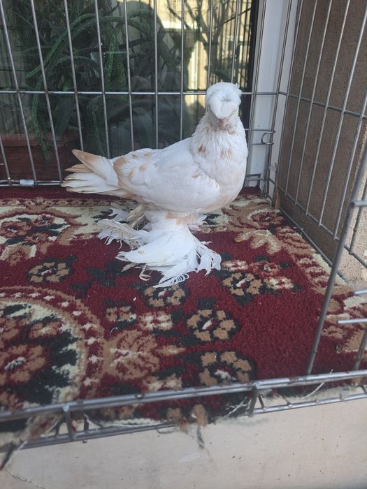 Голубка гульбдам