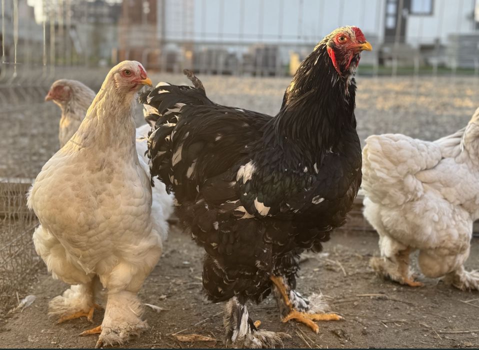 Oua brahma diferite culori