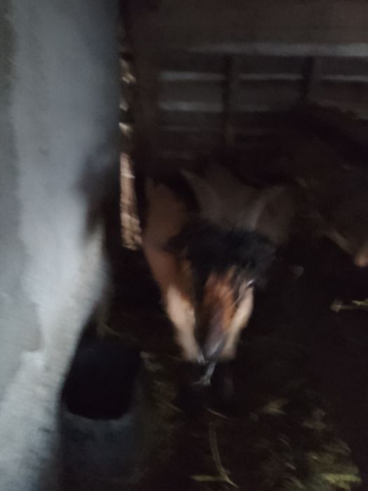 Vând capre diferite culori