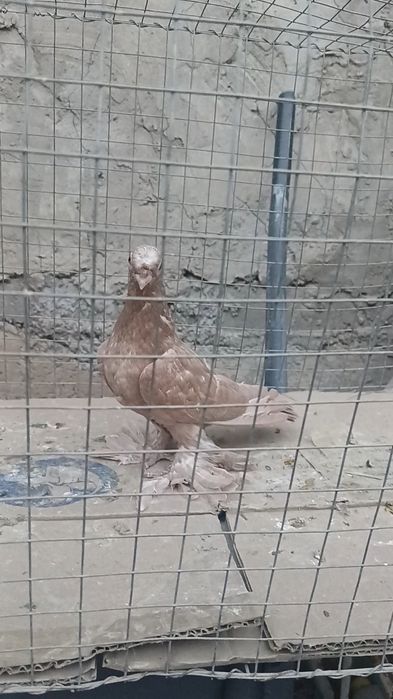 Голуби желтые пискуны.