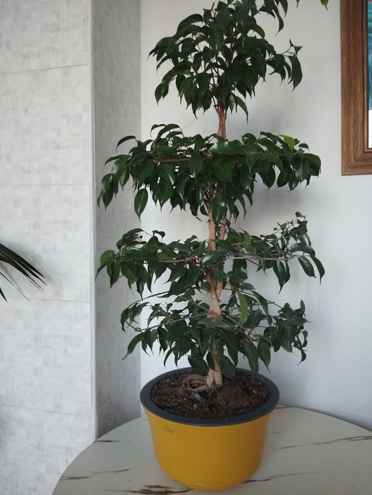Фикус Бенджамина
