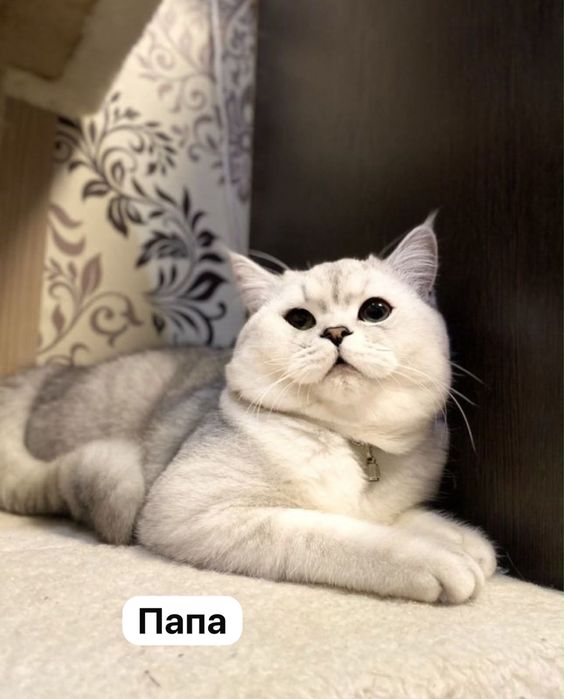 Котяты породы Шиншилла