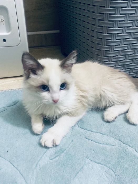 Сиамская котенка