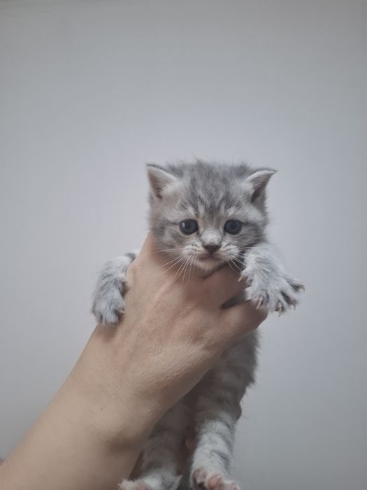 Мушукчалар сотилади охиридаги расм ота онасиники онаси фолд