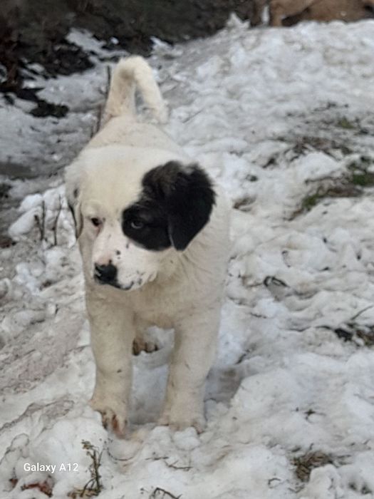 Alabay bolasi sotiladi