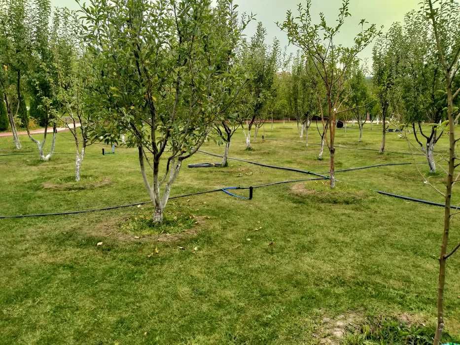 Плотный натуральный газон в рулонах для дома и дачи