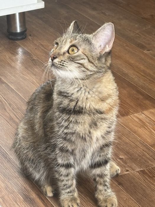 Ищем жениха для нашей кошки