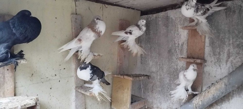 Porumbei gușați de pomerania