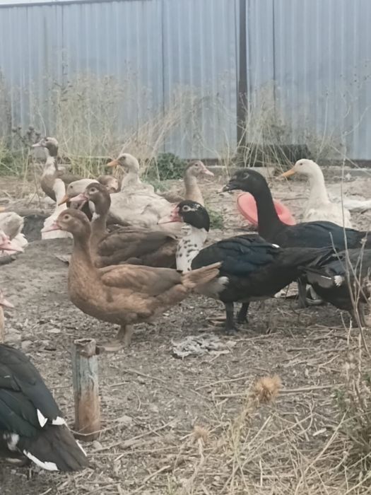 Продам индоутки