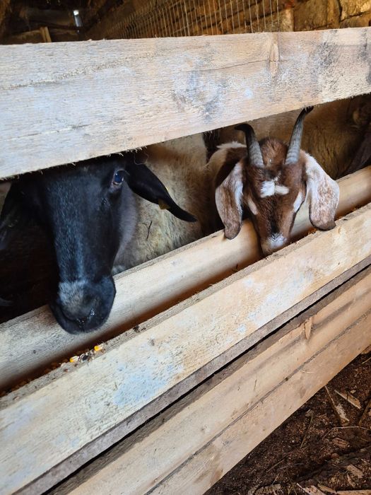 Vand 5 oi si patru iede