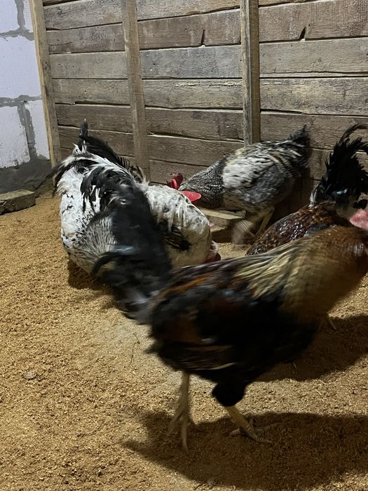 Продаю домашних петухов