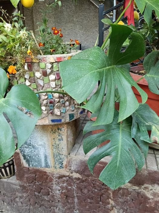 Цветы в  горшках