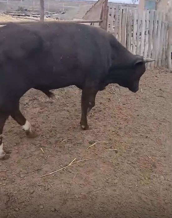 Сатылады.Барлығы семіз екі жастан асқан бұқалар