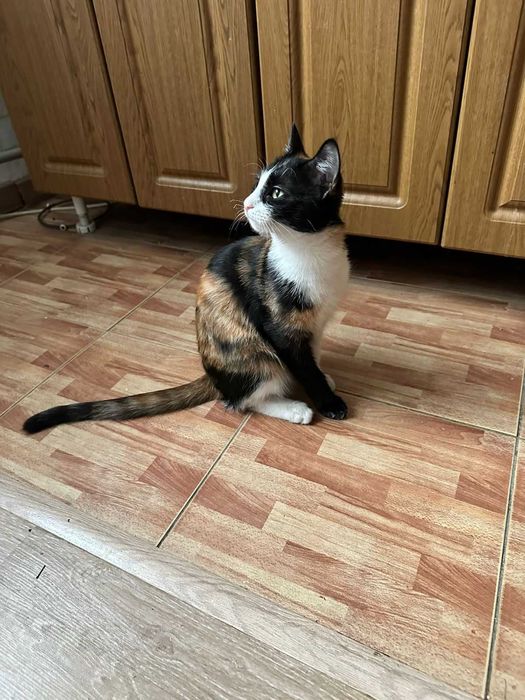 Отдам котенка в добрые руки