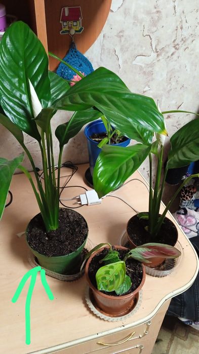 Продам комнатные растения