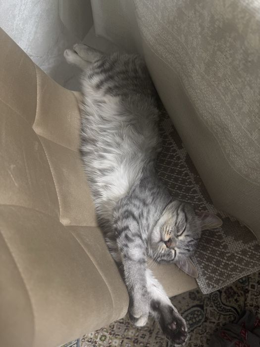 Потерялся кот, просим помочь найти за вознаграждение