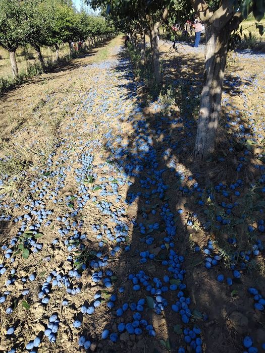 Vând prune pentru țuică Stanley