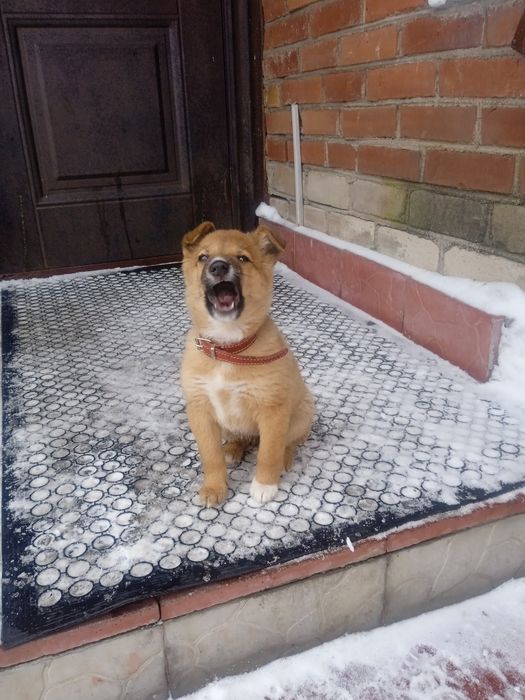 Маленькие дворовые щенки.