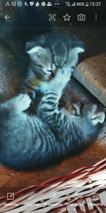 Передержка гостинница для кошек и собак маленьких пород