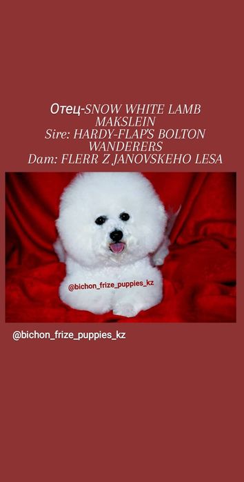 Бишон Фризе щенок