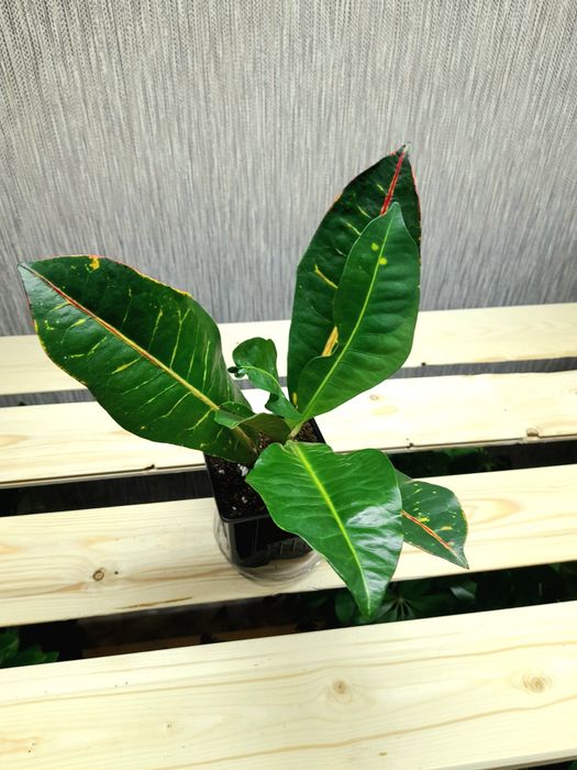 Гузмания Кодиум Мамми