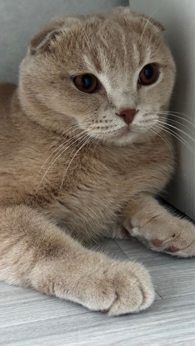 Skotish Fold sotiladi