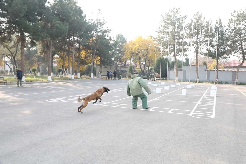 Дрессировка Собак. Не дорого. Кинологический Центр