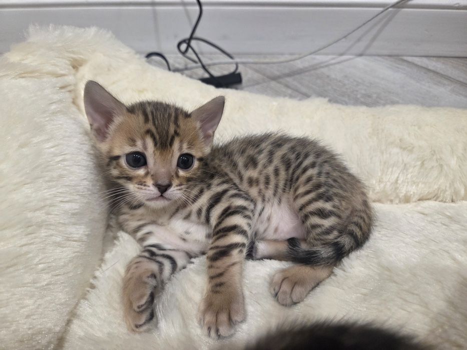 Котёнок, девочка-бенгалка