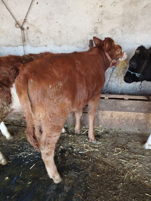 Vând vitea înțărcată