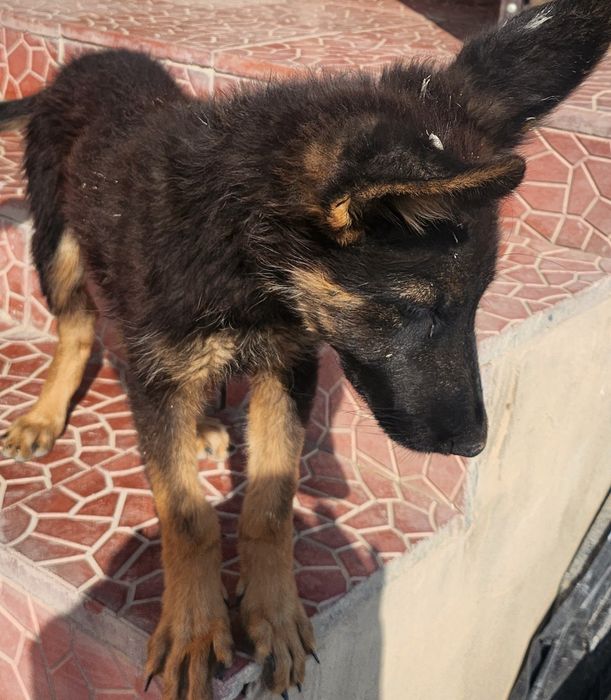 Продам зенка немецкой овчарки