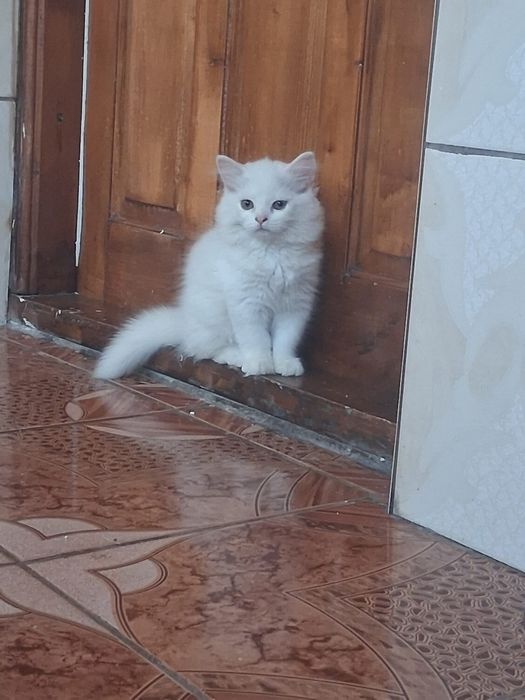 Pui de british metisi