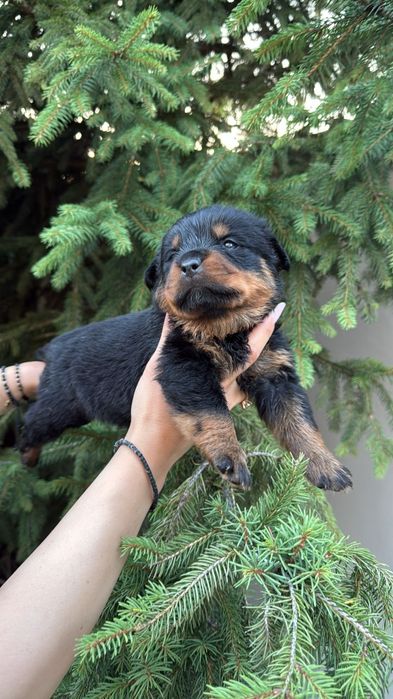 Pui Rottweiler cu pedigree