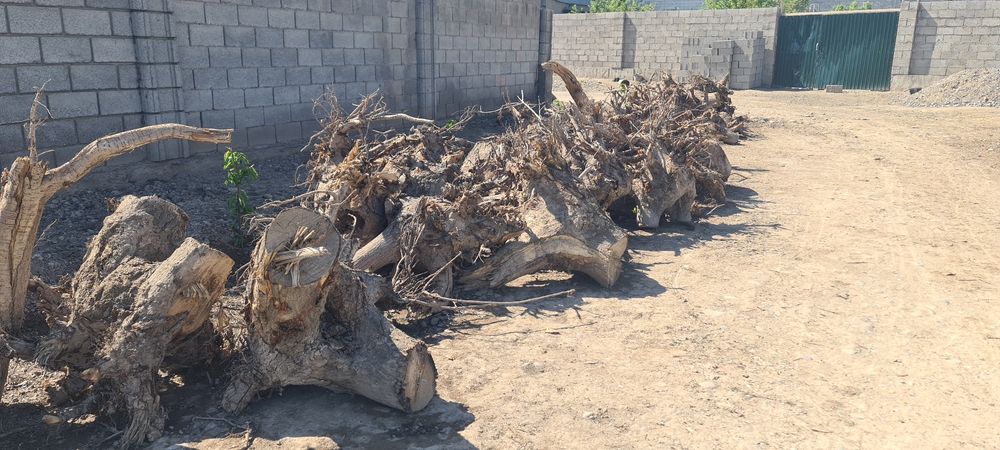 Терак томир утинлари