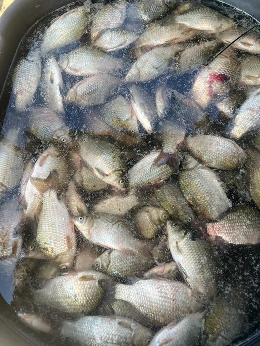 Караси свежие, живые