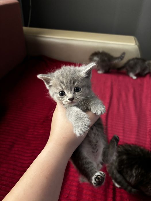 котята на продажу