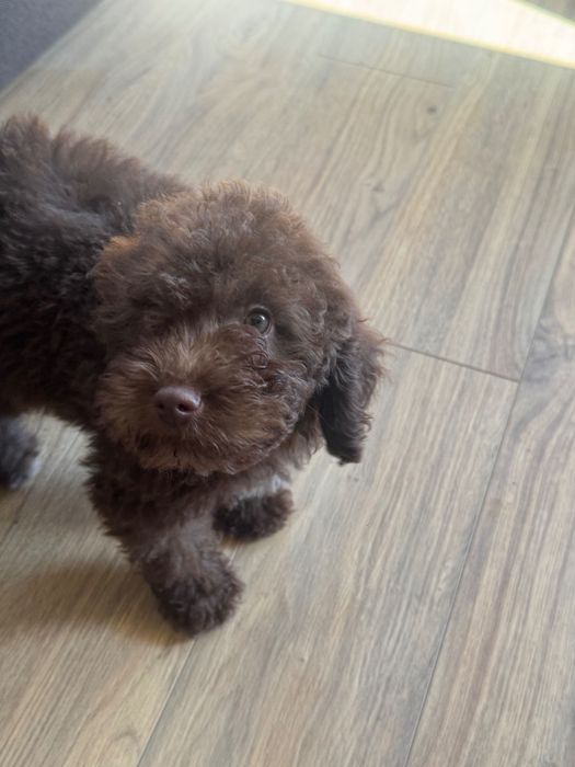 Той пудел на 2 месеца и половина