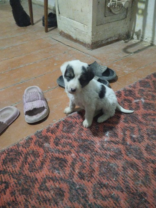 Отдам даром в хорошие руки шинки звонки