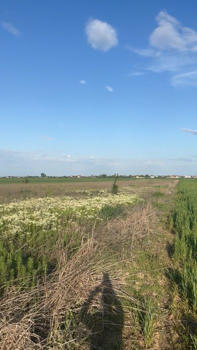 Teren 631mp balaceanca