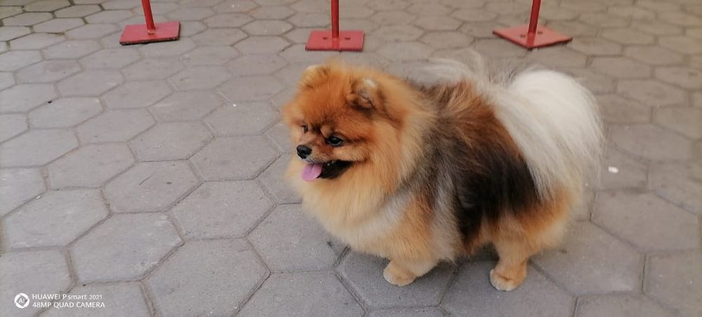 Предлагается к вязке шпиц